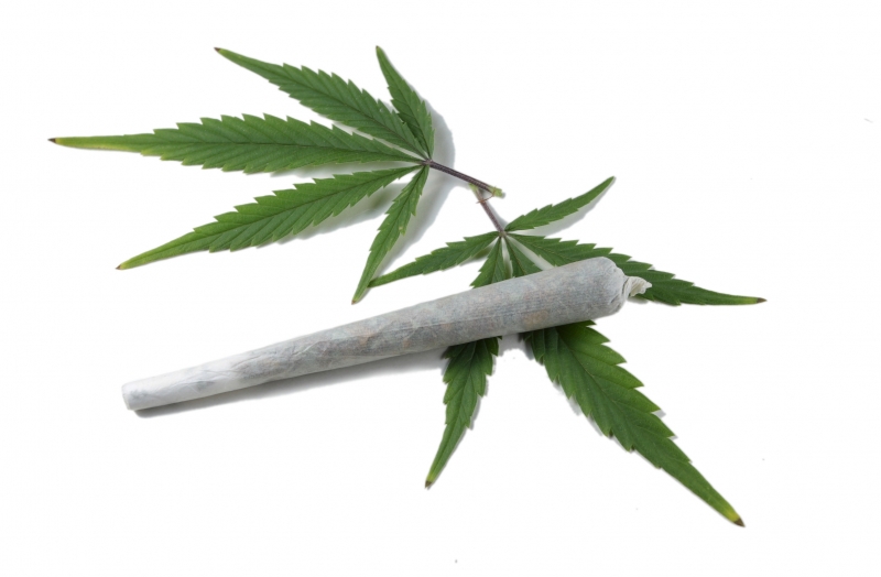 Cannabis