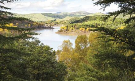 Il bosco di Troina o della rivincita degli onesti contro la mafia