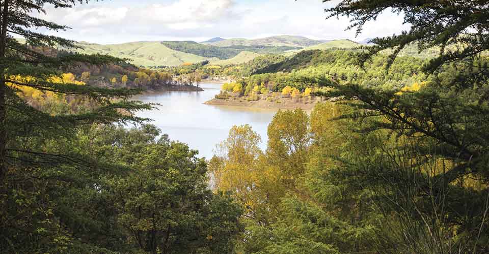 Il bosco di Troina o della rivincita degli onesti contro la mafia