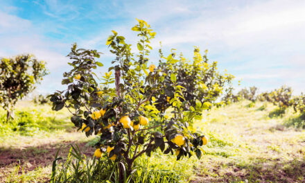 LA BERGAMOTE